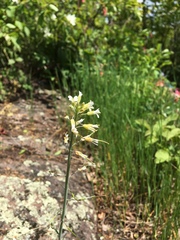 Turritis glabra