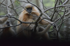 Trachypithecus geei