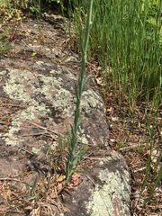 Turritis glabra