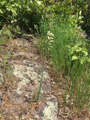 Turritis glabra