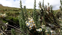 Diplostephium ericoides