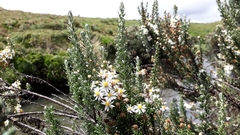 Diplostephium ericoides