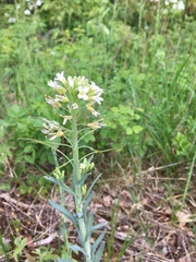 Boechera grahamii