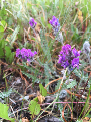 Oxytropis splendens