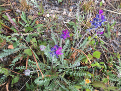 Oxytropis splendens