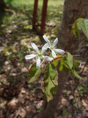 Amelanchier × neglecta