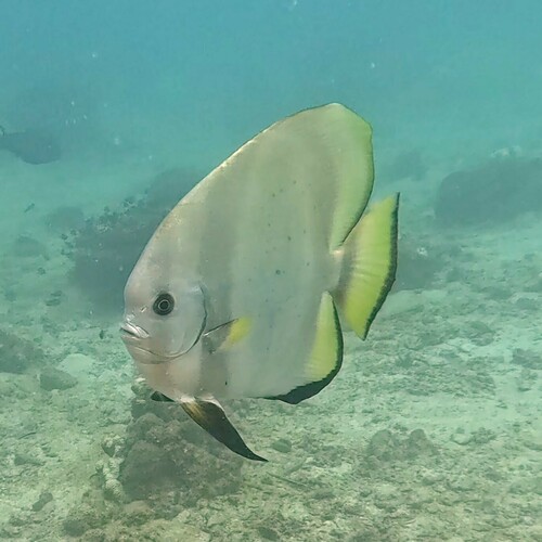 Round Batfish — seen at this dive site
