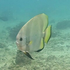 Batfish