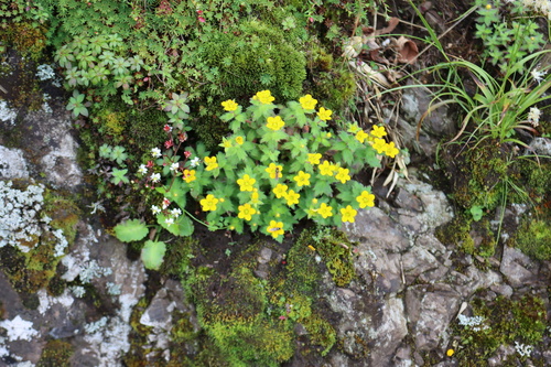 Saxifraga hispidula