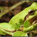 Common Tree Frog - Photo (c) Eran Finkle, some rights reserved (CC BY)