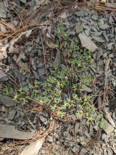 Image of Paronychia montana by (c) Alaina Krakowiak, some rights reserved (CC BY)