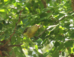 Vireo pallens