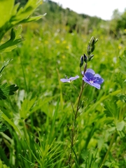 Veronica krylovii