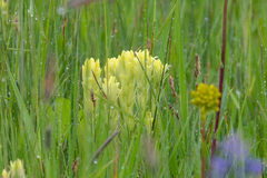 Castilleja cusickii