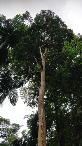 Plinia costaricensis