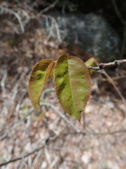 Amelanchier × intermedia