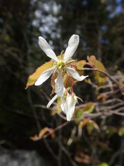Amelanchier × intermedia