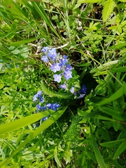 Veronica krylovii