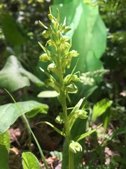 Dactylorhiza viridis virescens