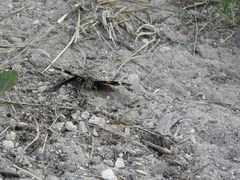 Vanessa atalanta