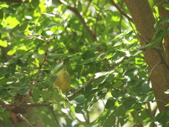 Vireo pallens