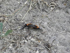 Vanessa atalanta
