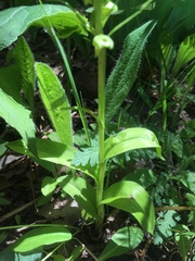 Dactylorhiza viridis virescens