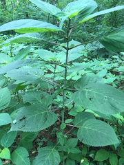 Collinsonia canadensis