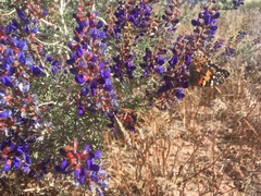 Psorothamnus arborescens minutifolius