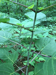 Collinsonia canadensis