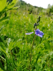 Veronica krylovii