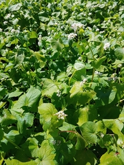 Fagopyrum esculentum