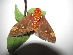 Citheronia equatorialis