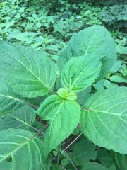 Collinsonia canadensis