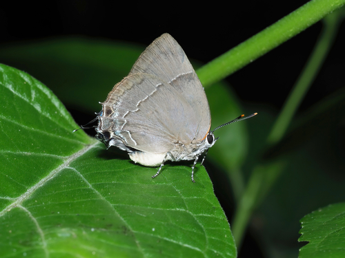 Bitias Hairstreak (Panthiades bitias)