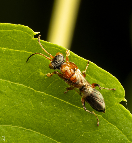 Deinodryinus observed 2024-08-06