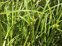 Carex frankii