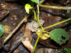 Rhinella dapsilis