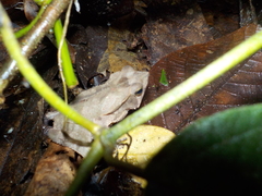 Rhinella dapsilis