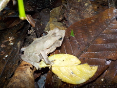 Rhinella dapsilis