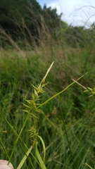 Carex lonchocarpa