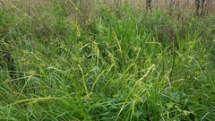 Carex lonchocarpa