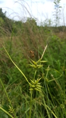 Carex lonchocarpa