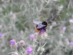 Bombus