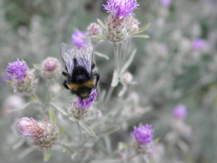 Bombus