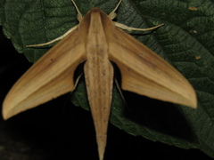 Xylophanes loelia
