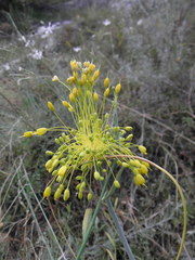 Allium flavum