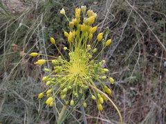 Allium flavum