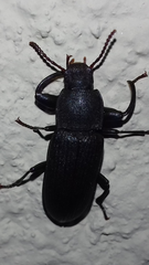 Tenebrio obscurus