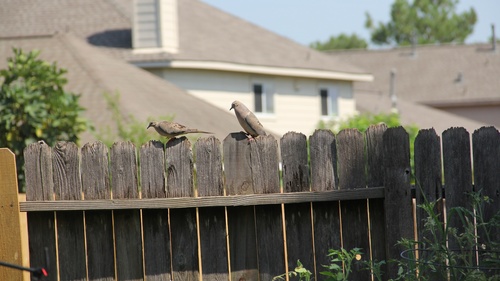 Mourning Dove photographed in Texas